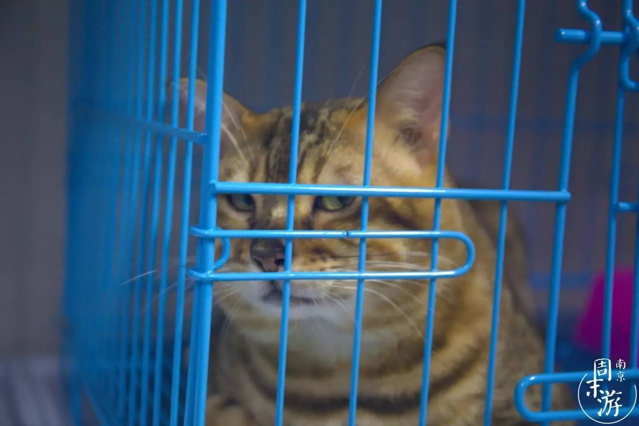 逛遍整个南京城,南京的花鸟市场在什么地方