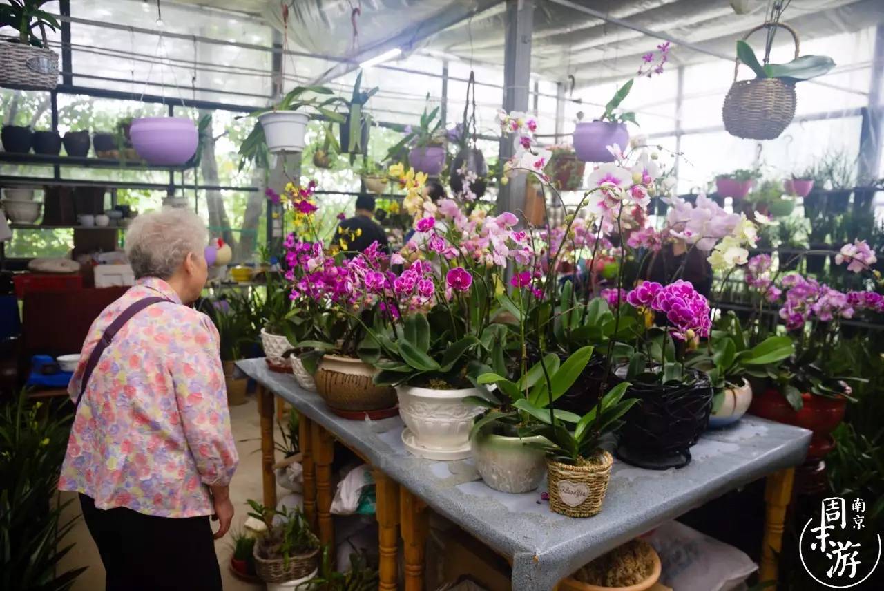 南京花鸟鱼虫市场,逛遍市场