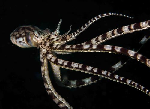 盘点一些动物的绝活,哪些动物有看家本领