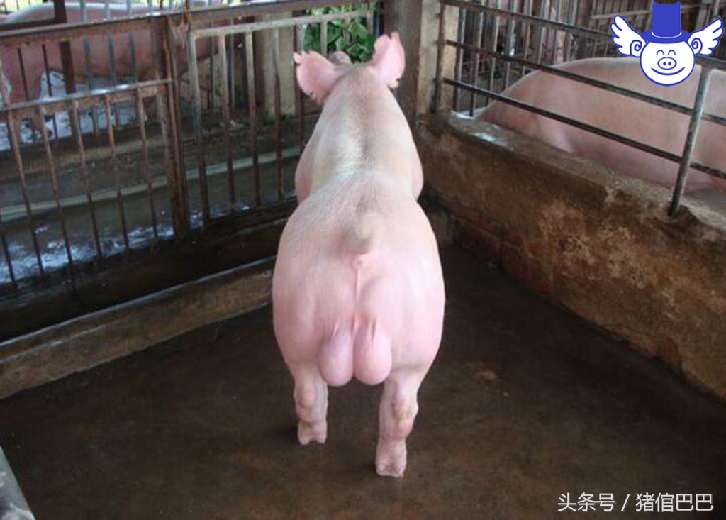 猪场人工授精最佳时间,养猪人工授精讲解