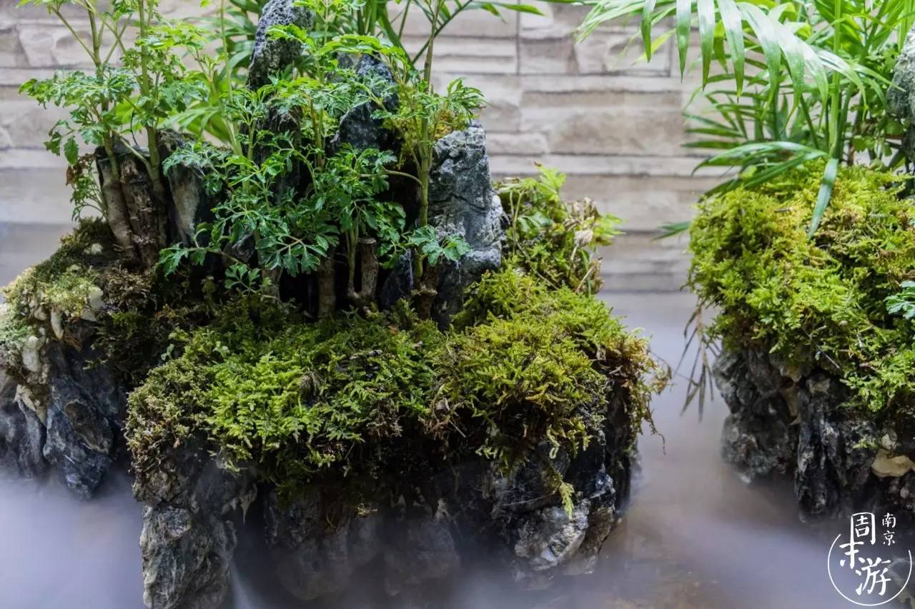 南京的花鸟市场在什么地方,南京夫子庙花鸟鱼虫市场