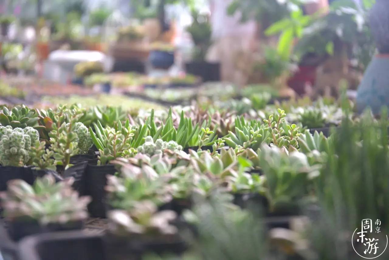 南京市最大的花鸟鱼虫市场在哪里,逛花鸟鱼虫市场的视频