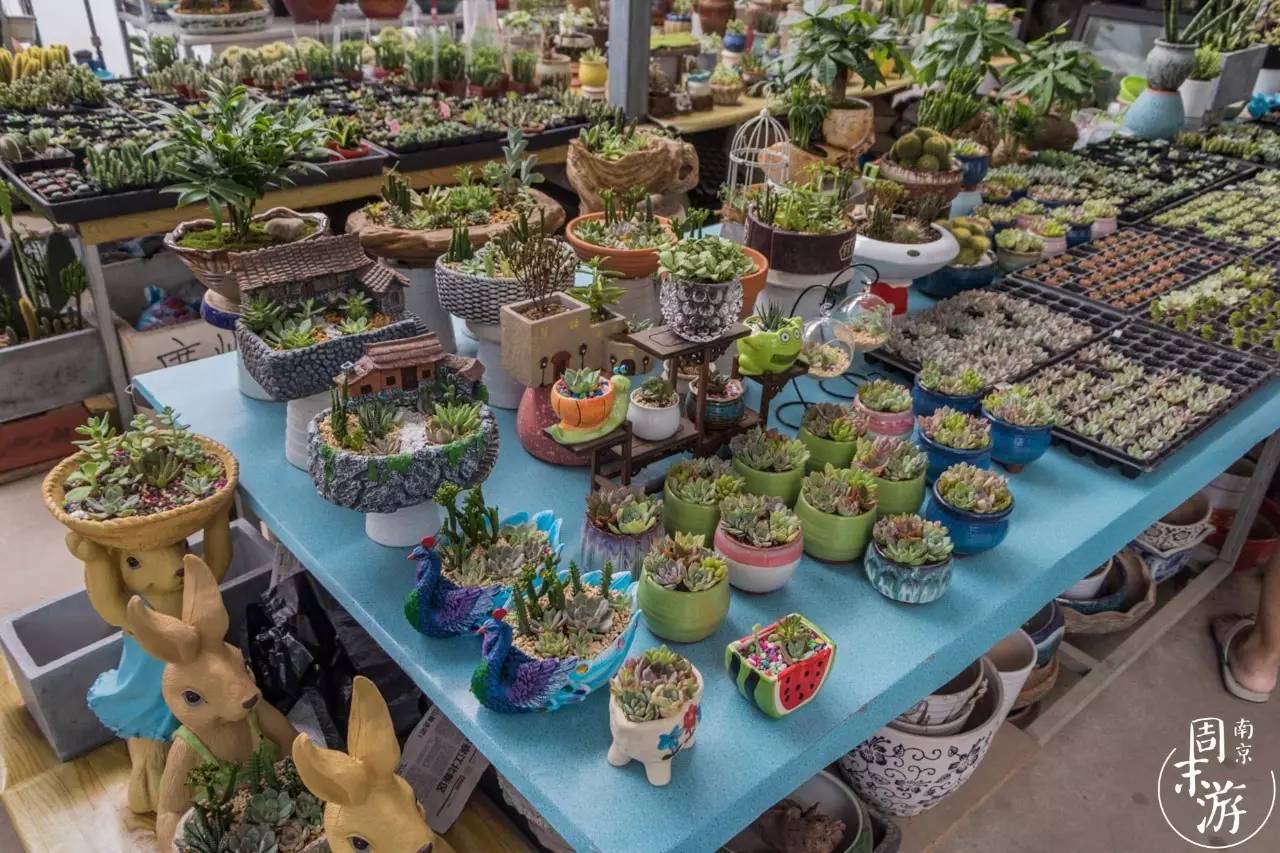 南京的花鸟市场在什么地方,南京夫子庙花鸟鱼虫市场