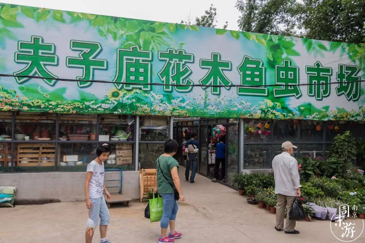 南京有几个花鸟鱼虫市场,南京湿地公园花鸟鱼虫市场在哪里