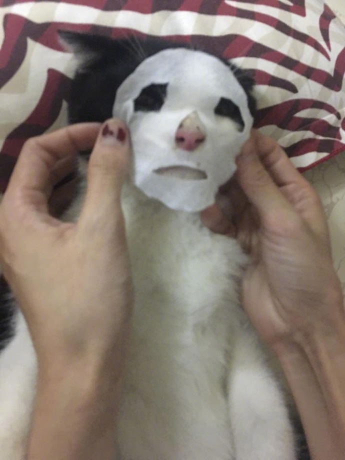你试过给猫敷面膜吗？我跟你说它会变成一个美人儿