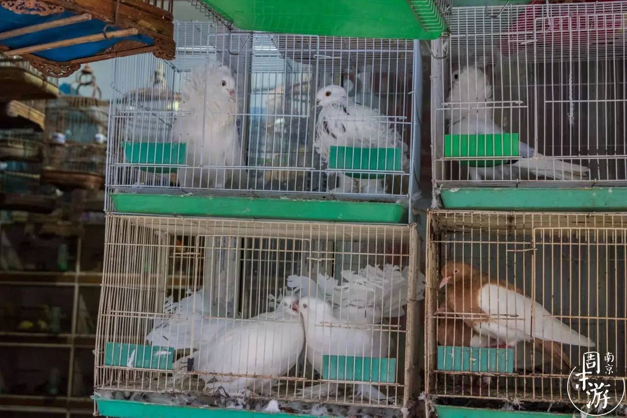 南京花鸟鱼虫市场,南京最大的花鸟虫市场