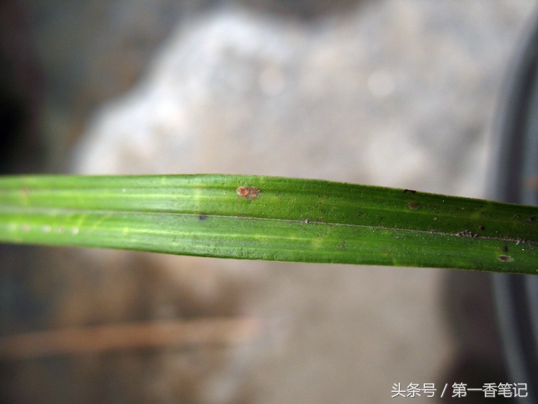 兰叶长介壳虫怎么处理,养兰宜忌