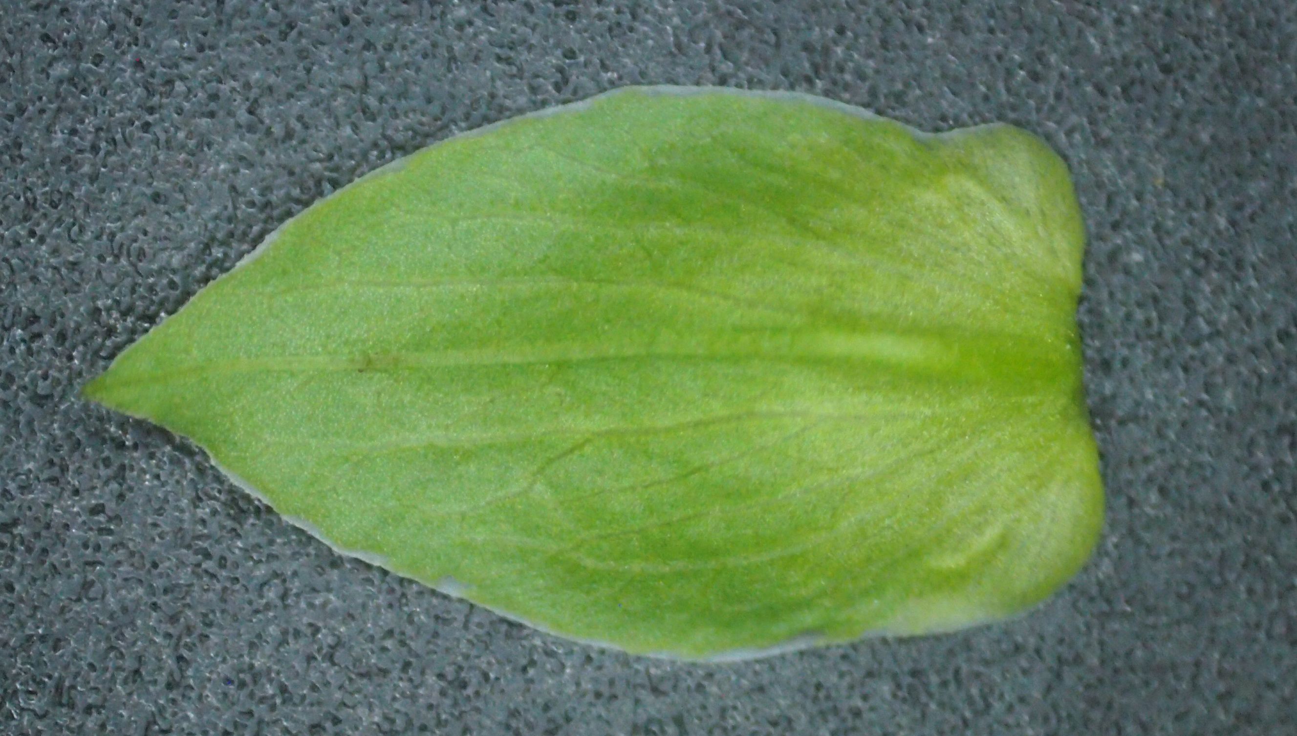 旋花：篱天剑斩妖除魔，大喇叭高奏凯歌