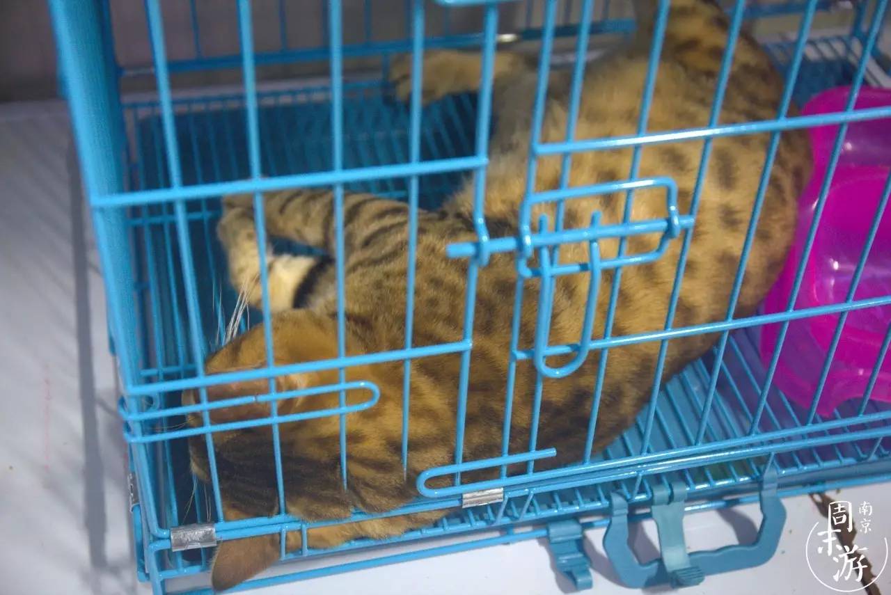 南京花鸟鱼虫市场,南京最大的花鸟虫市场