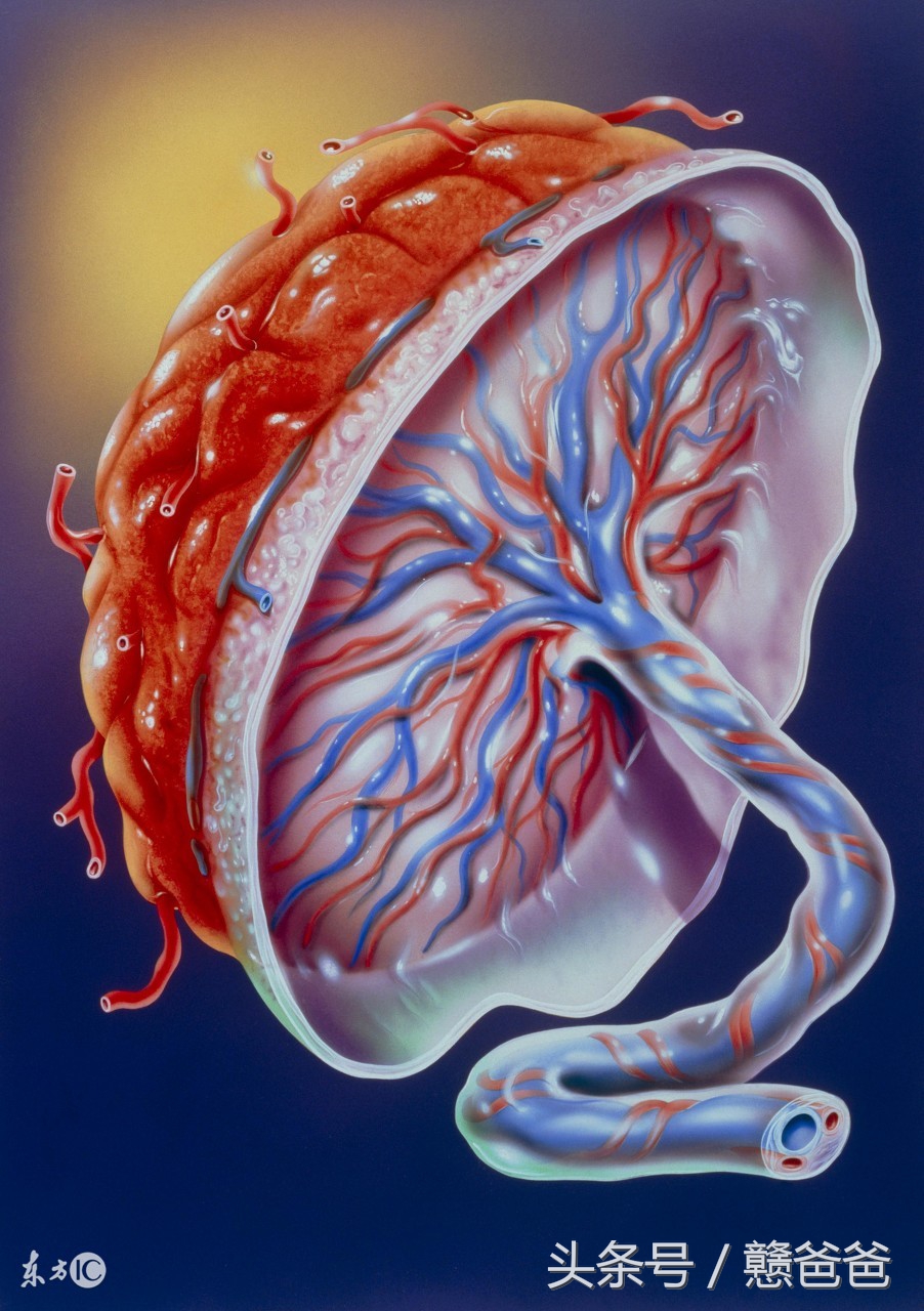 孕期必读:分娩后半小时,胎盘还没有娩出该怎么办?