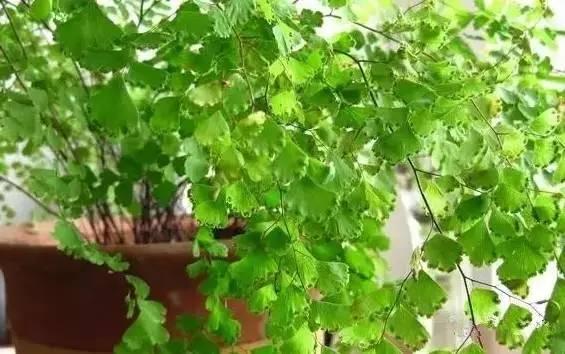 新装修的房子什么植物可以去甲醛,植物吸甲醛好还是活性炭吸甲醛好