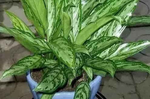 新装修的房子什么植物可以去甲醛,植物吸甲醛好还是活性炭吸甲醛好