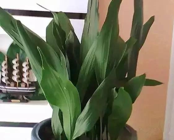 新装修的房子什么植物可以去甲醛,植物吸甲醛好还是活性炭吸甲醛好