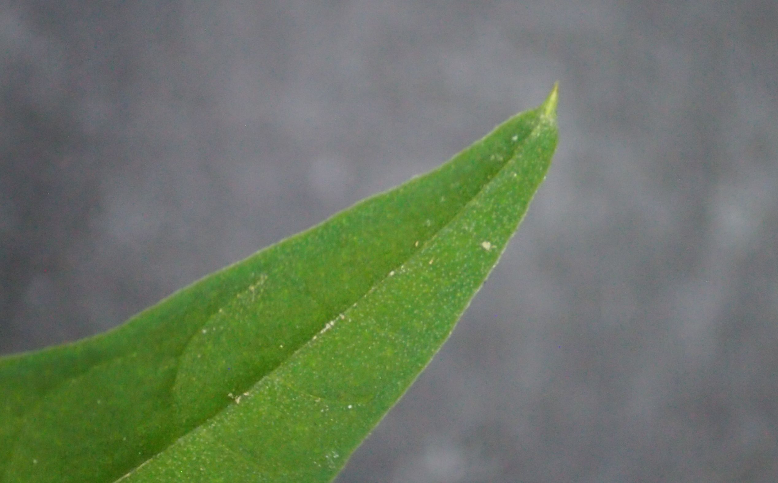 旋花：篱天剑斩妖除魔，大喇叭高奏凯歌