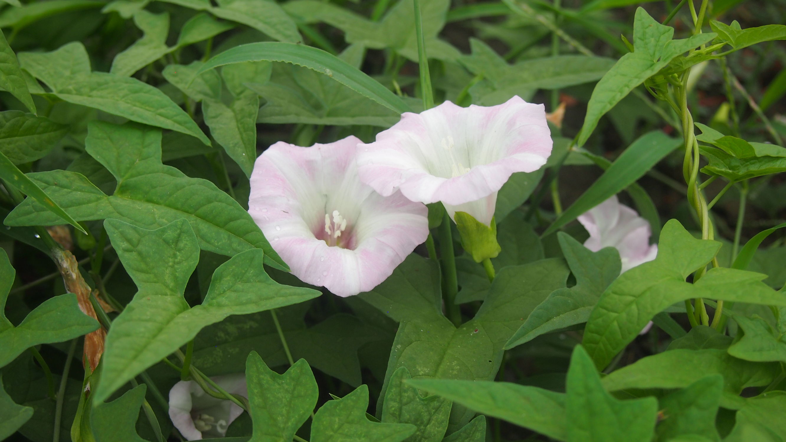 旋花：篱天剑斩妖除魔，大喇叭高奏凯歌