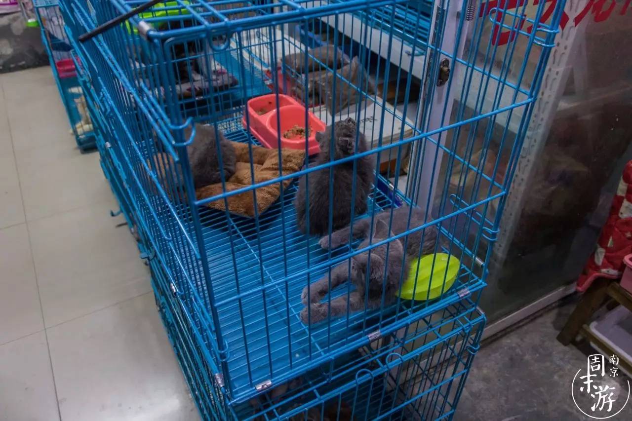 南京市最大的花鸟鱼虫市场在哪里,逛花鸟鱼虫市场的视频