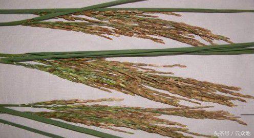 水稻冷害防治方法,水稻种植遇长期阴雨低温怎么办