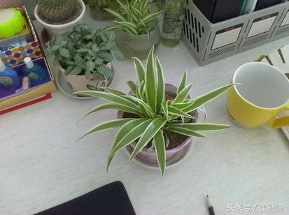 鼻出血怎么办,鼻出血怎么办呢