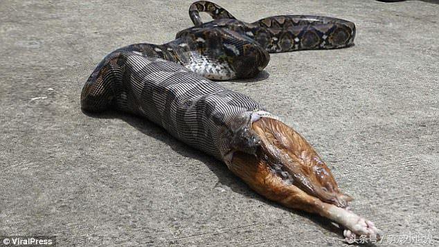 蟒蛇吃猫咪的腿,巨型蟒蛇与猫