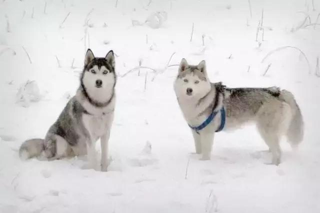 哈士奇刷新了我对二哈的认知,这只哈士奇颠覆了我对二哈的看法