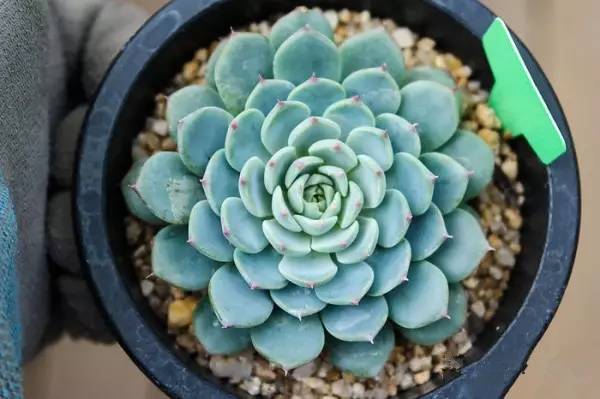 韩国多肉好卖吗,韩国奶酪多肉与国内区别