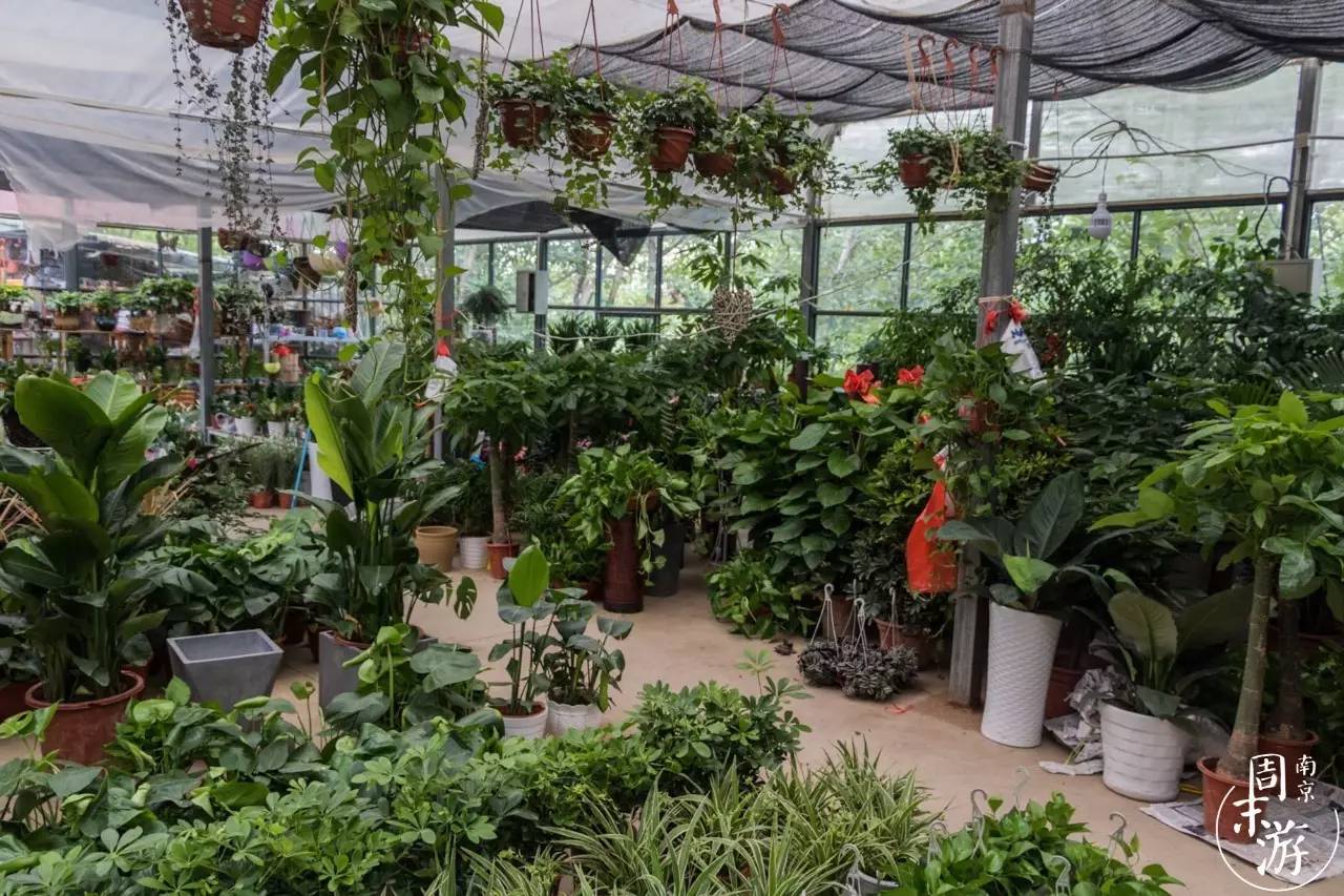 南京有几个花鸟鱼虫市场,南京湿地公园花鸟鱼虫市场在哪里