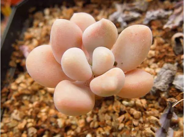 韩国多肉好卖吗,韩国奶酪多肉与国内区别