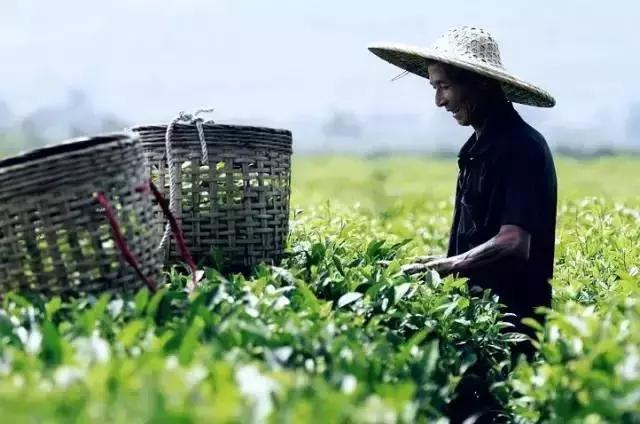 蒹葭苍苍白露为霜天冷莫忘添衣,蒹葭苍苍白露为霜何日归故乡