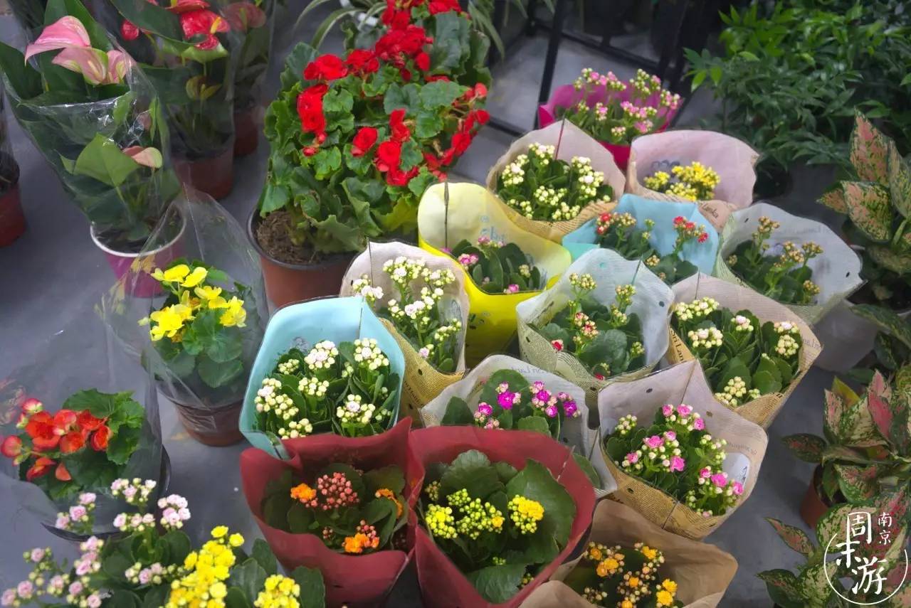 南京的花鸟市场在什么地方,南京夫子庙花鸟鱼虫市场