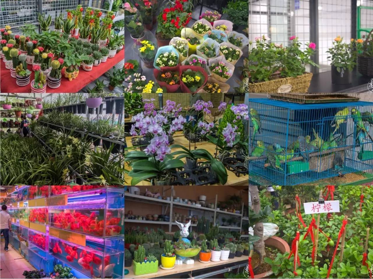 逛遍整个南京城,南京的花鸟市场在什么地方