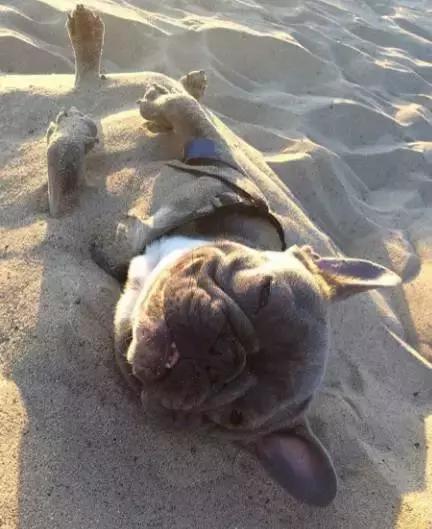 致狗狗的最后一封信,致养狗人士的一封公开信