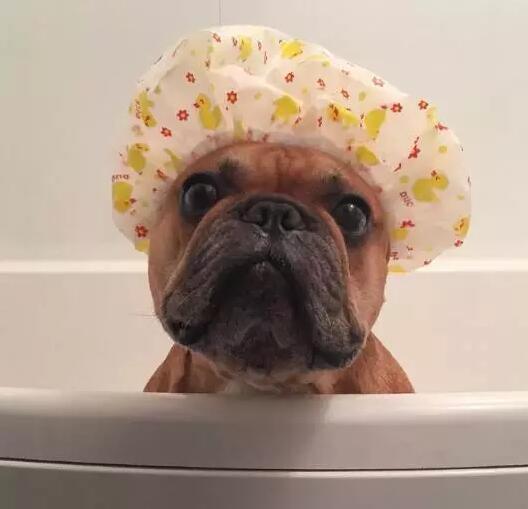 致狗狗的最后一封信,致养狗人士的一封公开信