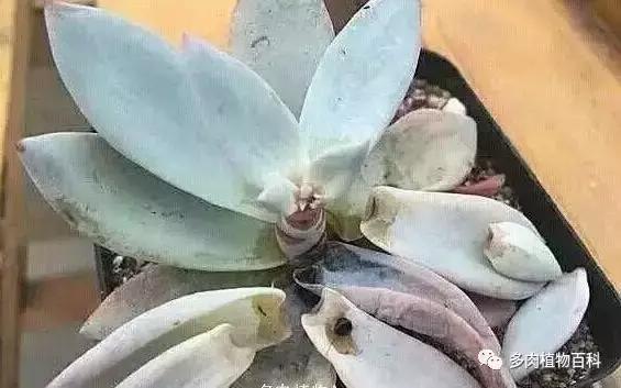多肉菌类病怎么治,多肉的病虫草害主要有哪些