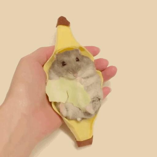 岛国一只手把仓鼠造型千变万化成网红惹人喜爱