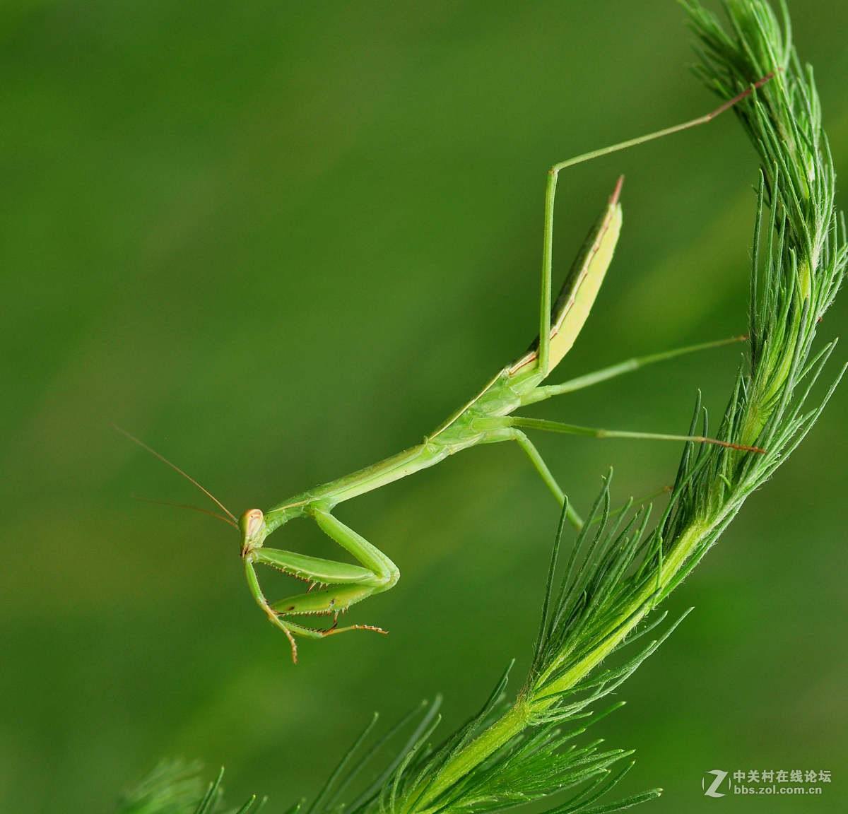 潮汕昆虫图片大全,你不知道的昆虫名称