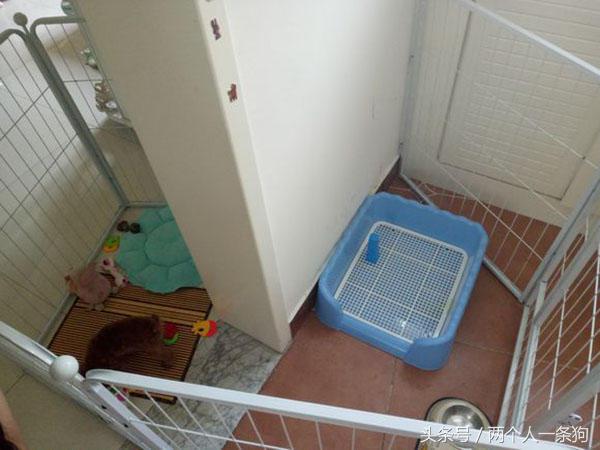 男人花了100块钱买了一只流浪狗,流浪泰迪100元