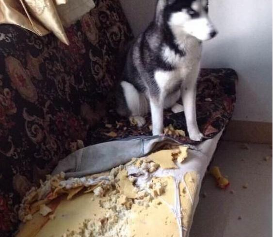 1000元二哈 (二哈为什么不值得买)