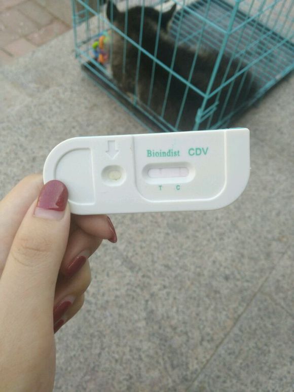 哈士奇幼犬得细小还救吗,哈士奇幼犬得细小是什么样的