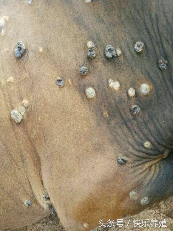 长了瘊子的牛还能养吗,牛身上长瘊子开花怎么处理