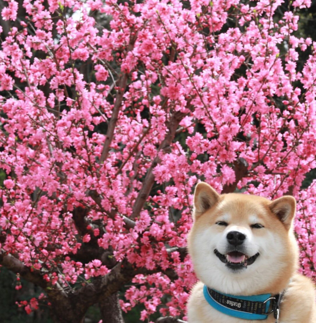 养宠物家庭必备神器,适合养宠物的家居用品