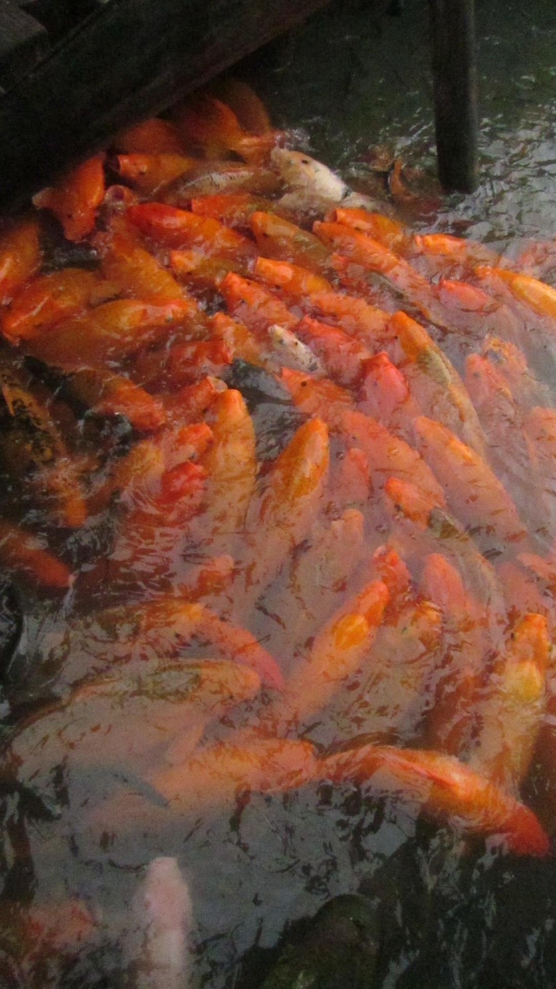 苏州西塘乌镇二日游团从杭州出发,苏州西塘乌镇二日一夜