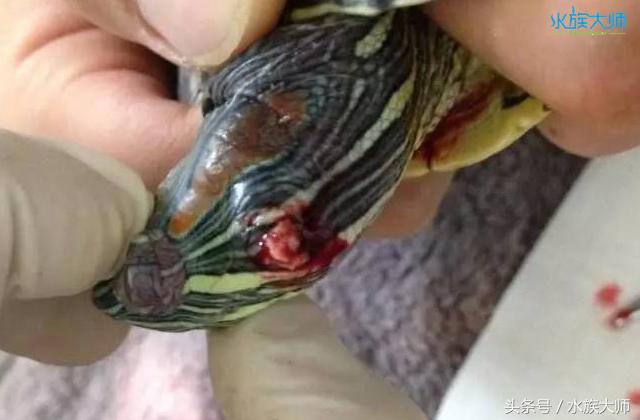 龟中耳炎取出依然肿,龟中耳炎的症状与治疗