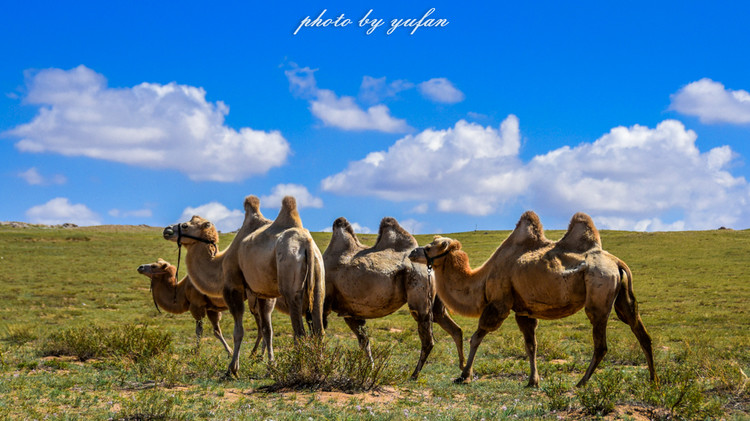五一锡林郭勒游玩,几月份游锡林郭勒适合