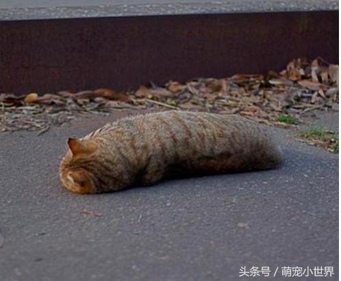 喵星人到底有多软看看你就知道啦,喵星人不太正常的样子