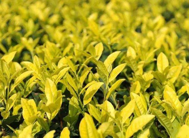 长见识认识植物,茶树叶片分为哪几种