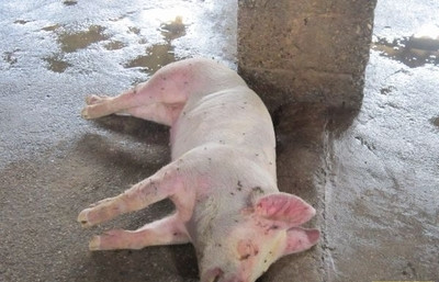 中猪突然倒地的原因,猪主倒地突然死亡什么原因