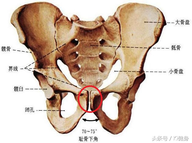 腹直肌上部分离,腹直肌及腹直肌分离