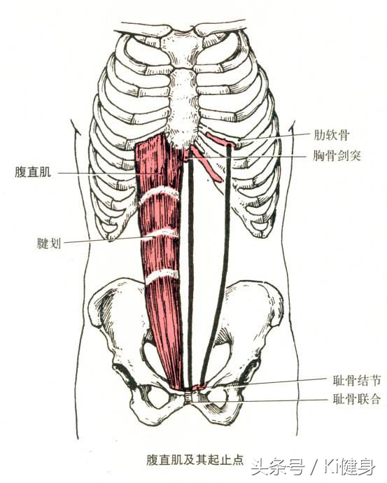 腹直肌分离要锻炼腹外斜肌吗,腹直肌运动解剖功能图