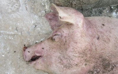 猪突然倒地呼吸困难死亡,中猪突然倒地的原因