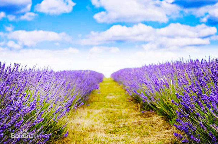北京怀柔东方普罗旺斯薰衣草庄园,北京普罗旺斯薰衣草庄园